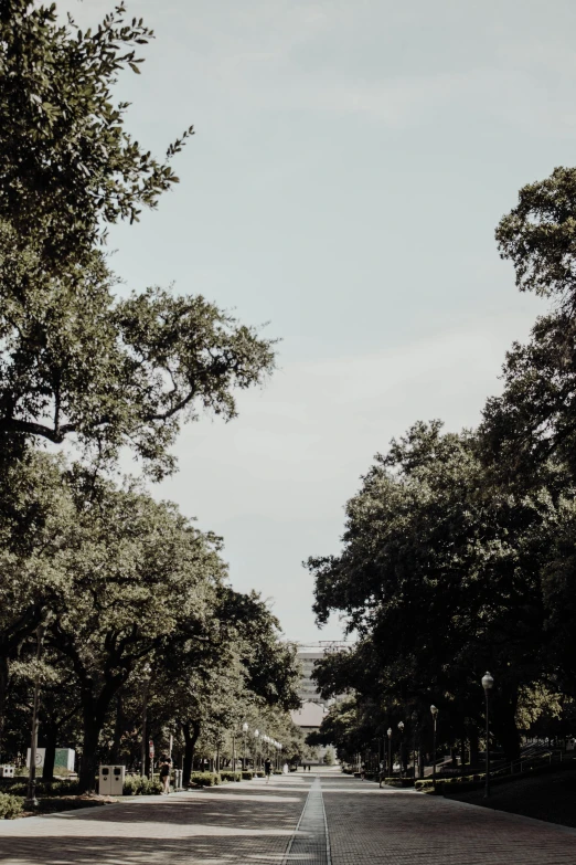 trees are lined up along this quiet city street