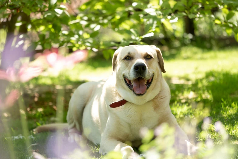 a dog lies on the grass underneath a tree