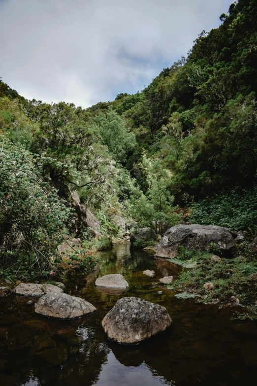 a river in the forest has rocks on the bank