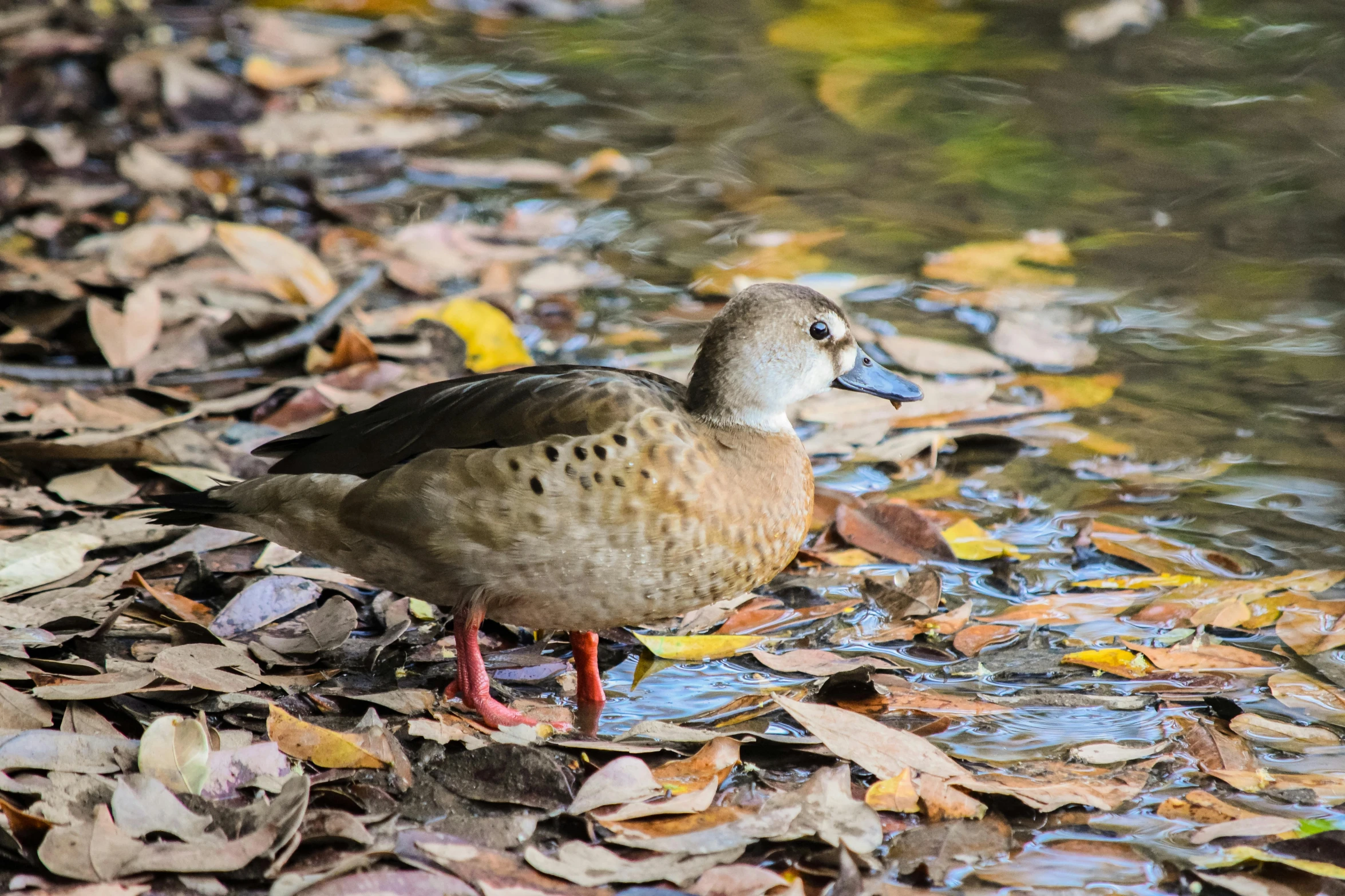 a duck standing in the shallow water among the leaves