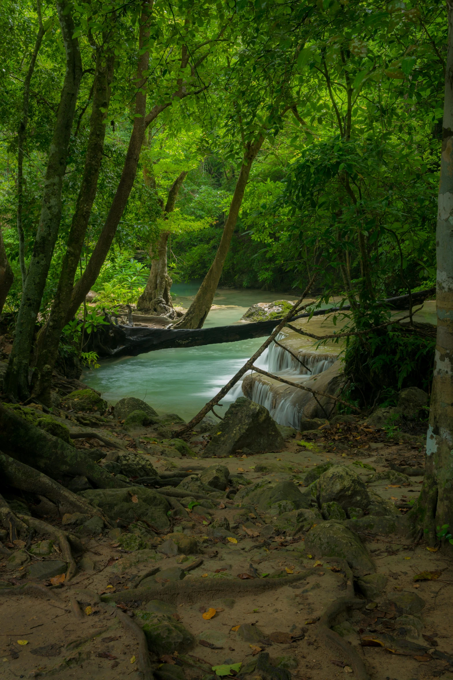 some water in a green creek surrounded by trees