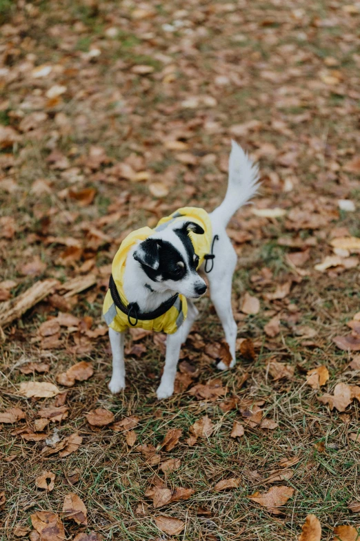 a small dog with some sort of costume on