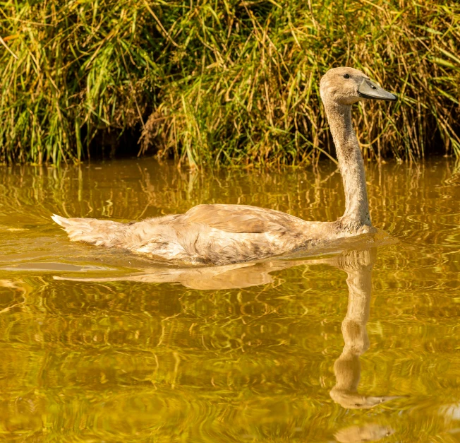 a small duck swimming in shallow water near grass