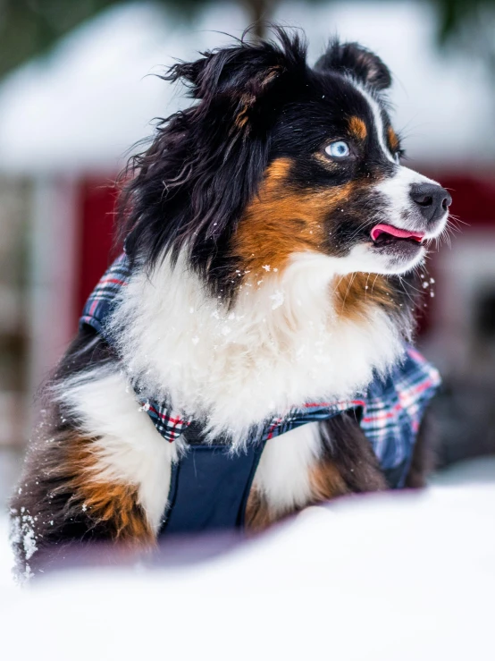 a dog that is sitting in the snow