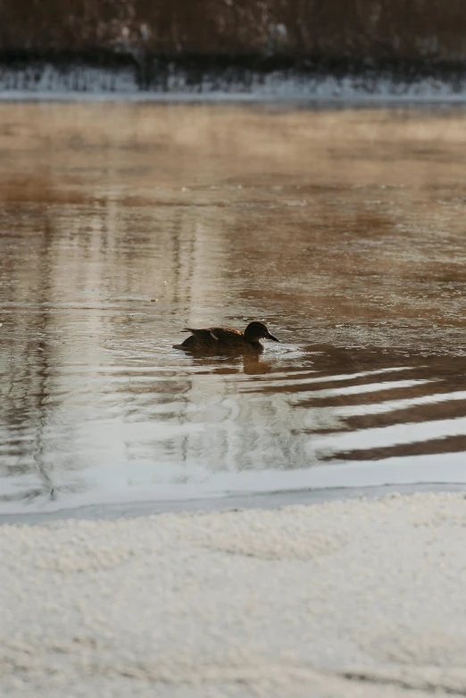 a dog swimming in the water on a sandy shore