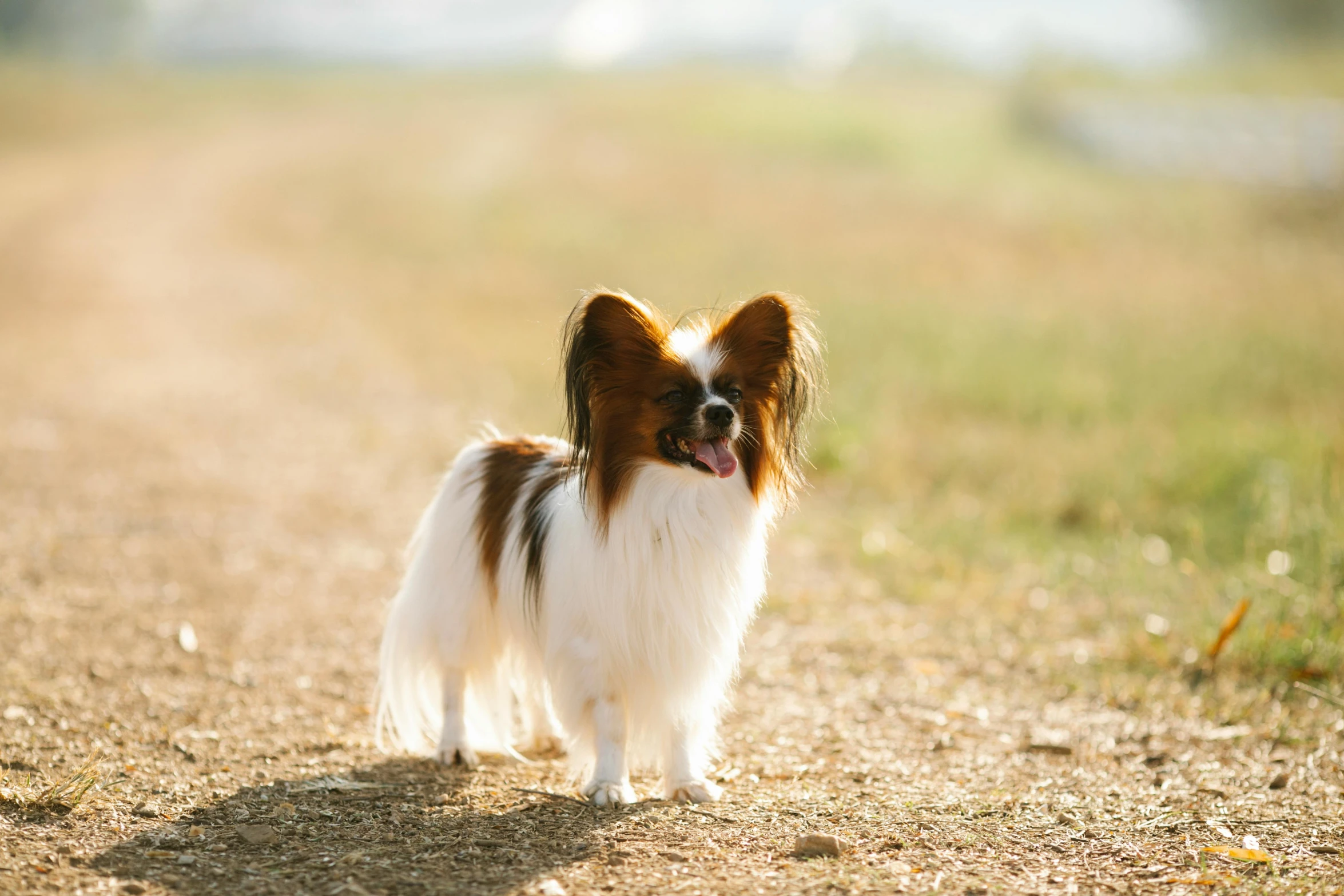 a brown, white and black dog on dirt field