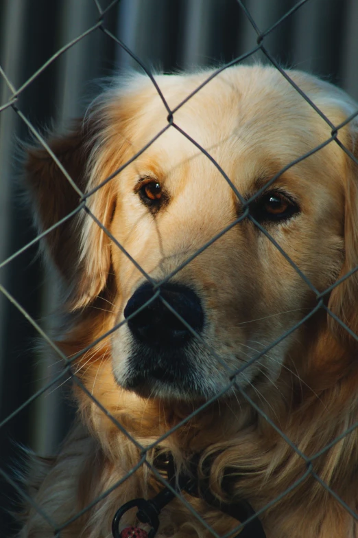 a golden retriever has eyes wide open behind a chain link fence