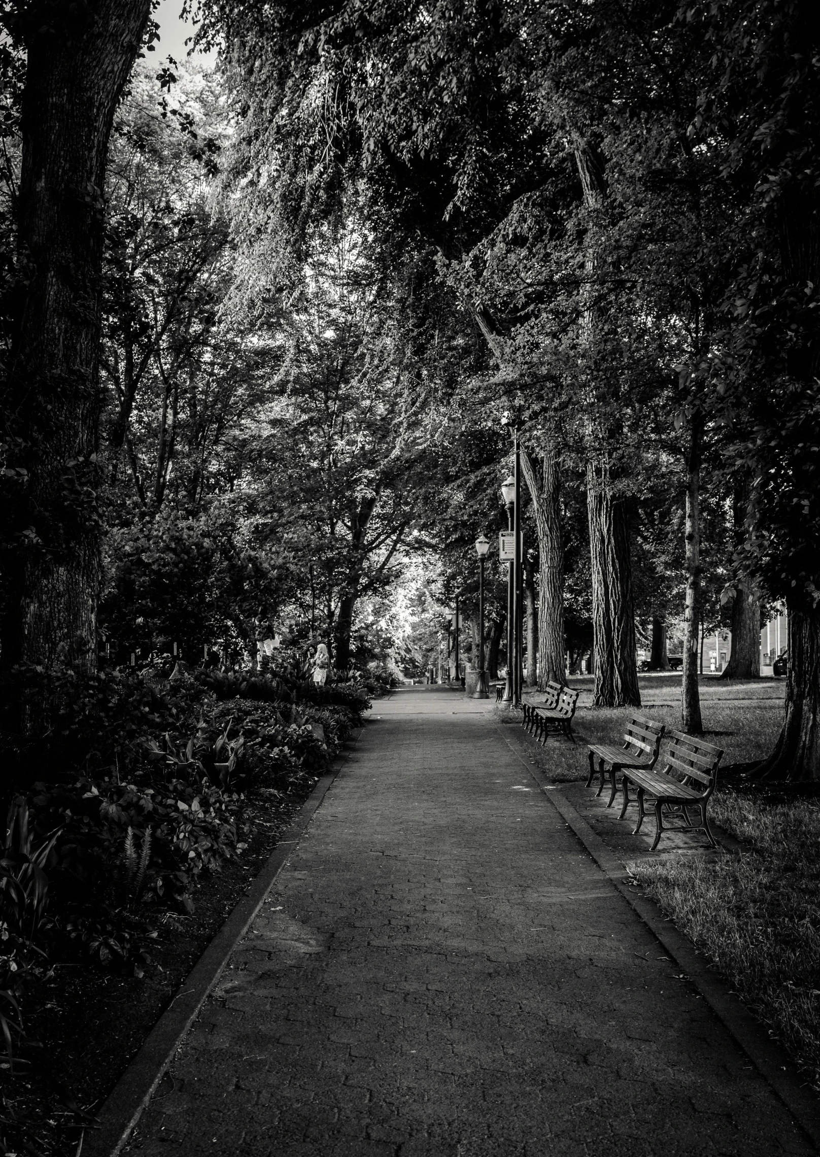 a black and white po of a path in the woods