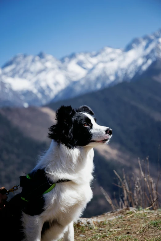 a dog in the mountains looks up at the camera