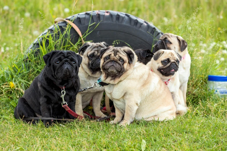 five pugs sit outside on a leash together