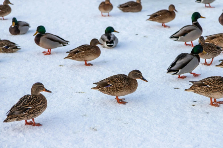 ducks are walking in a circle on the snow