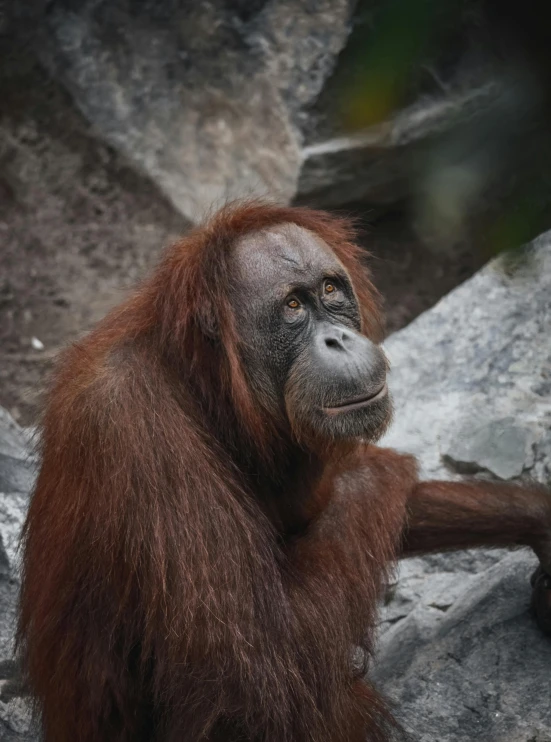 a monkey with large brown body sitting next to some rocks