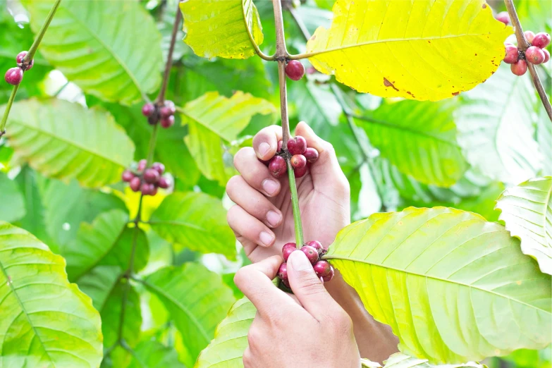 a person holding berries up to some green leaves