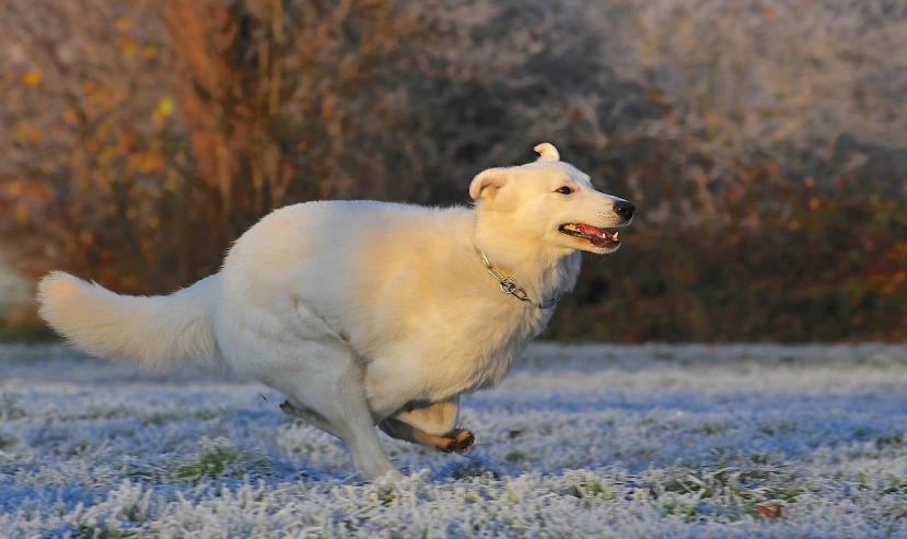 a dog running in the snow towards the camera