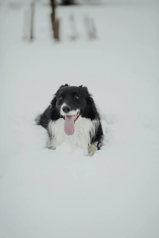 black and white dog sitting in a snow filled field