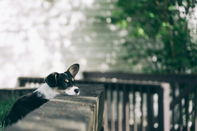 a dog looking over a bench outside of the building