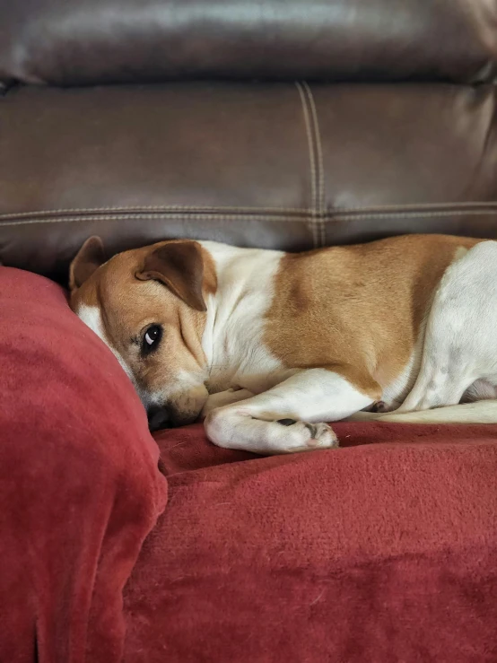 a brown and white dog laying on top of a red couch