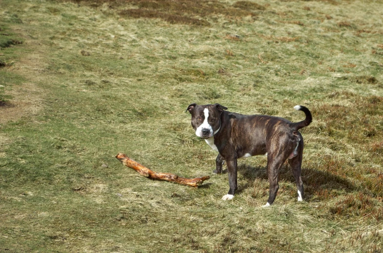 the dog is standing outside near a log