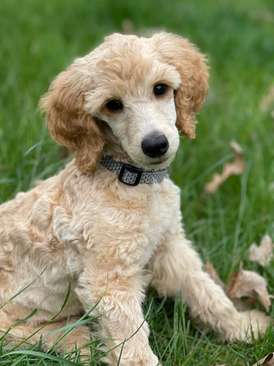 a dog sitting on top of a lush green field