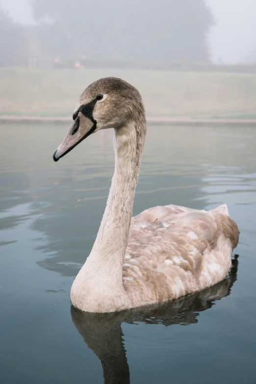 the bird is swimming on the calm lake