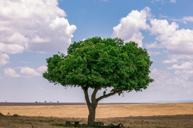 a green tree is sitting in the middle of a field