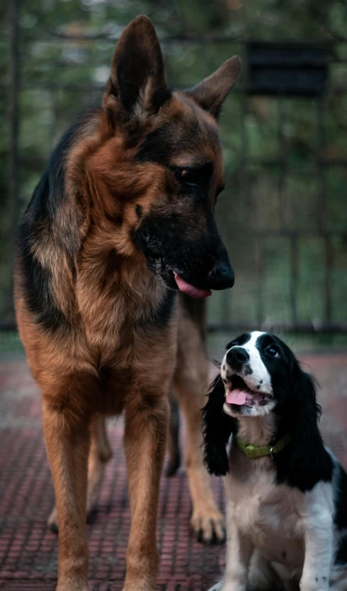 two dogs in front of each other one on the ground