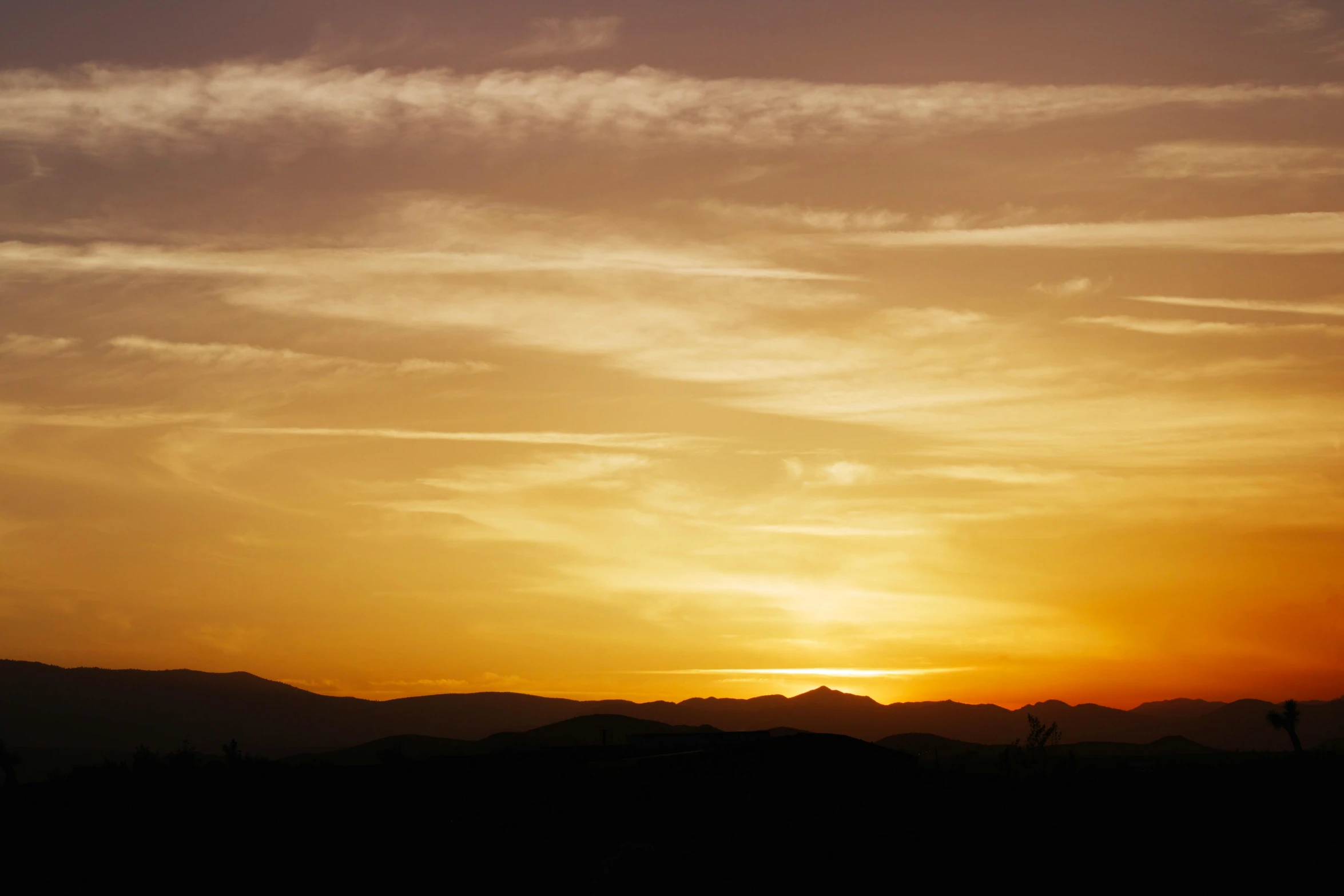 a large giraffe is standing in the sunset