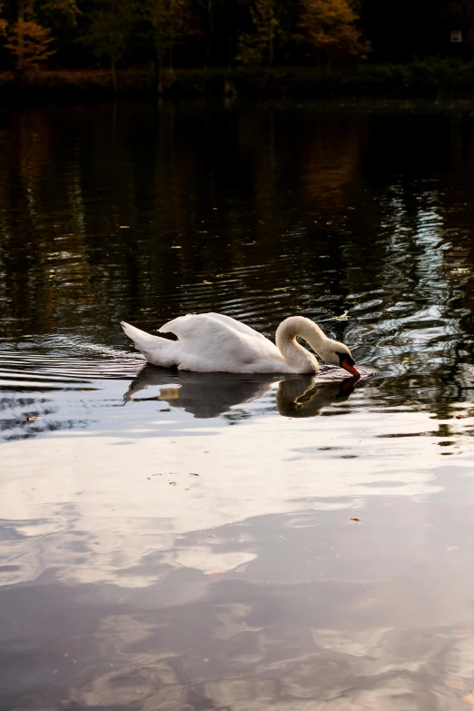 two swans swimming on the surface of a lake