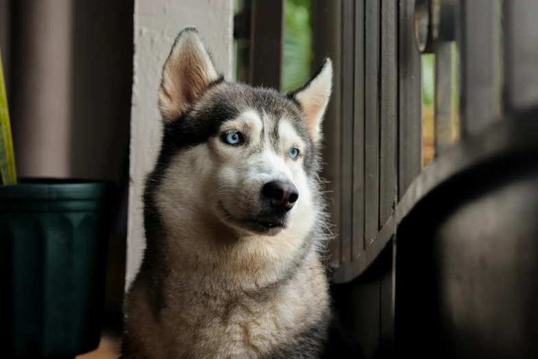 a husky dog staring into the distance sitting on the floor