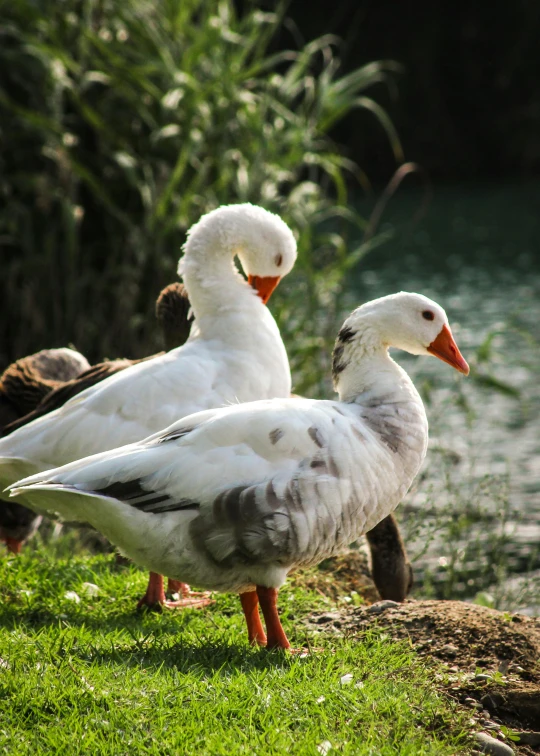 two ducks sitting in the grass near a lake