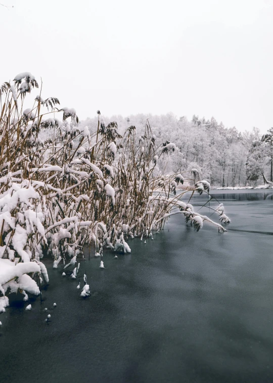 snow is piled on the nches of trees near a body of water