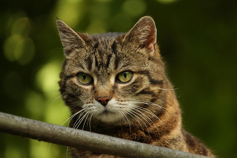 a cat looking off the rails of a gate