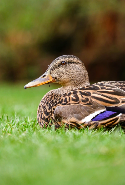 a duck is laying in the grass looking to its left