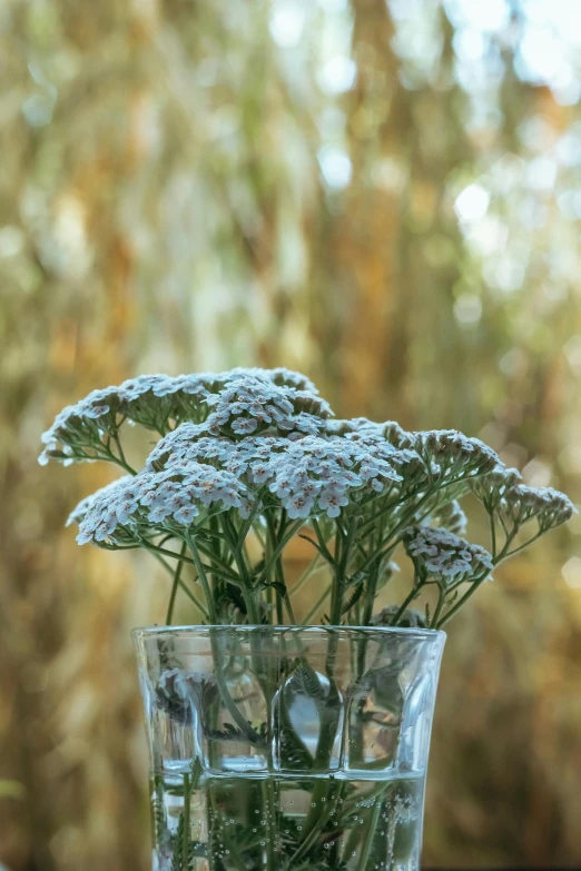 flowers are in the vase filled with water