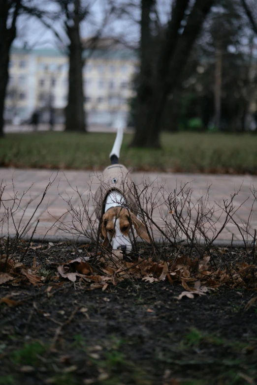 a beagle is walking outside next to dead leaves and trees