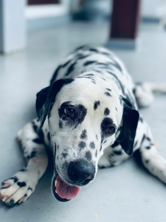 a dog that is laying down on the floor