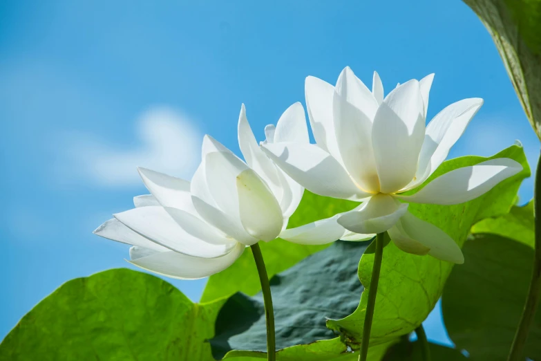 there is two white flowers on the green leaves