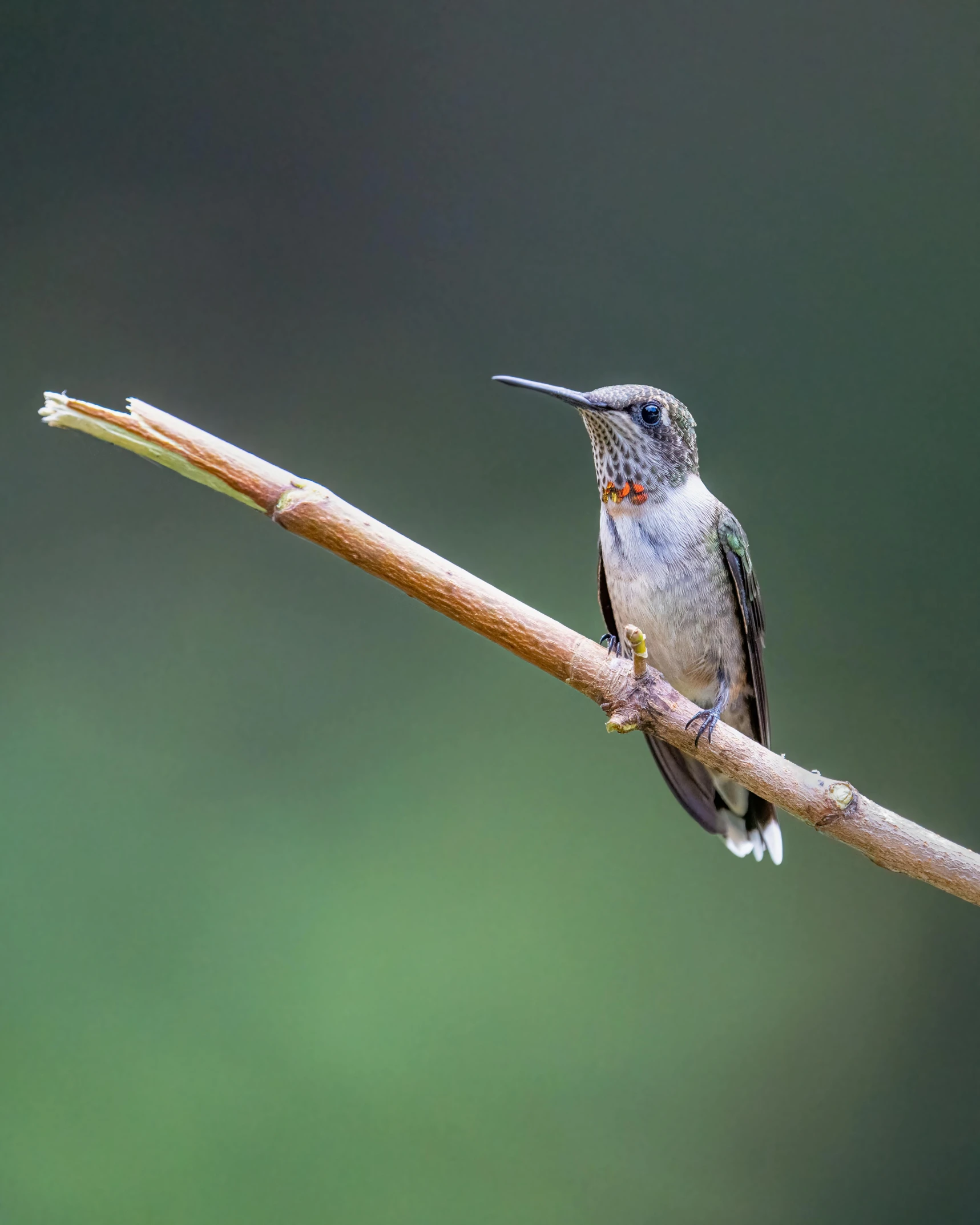 a bird is perched on a small nch