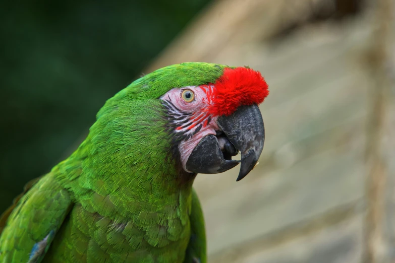 a colorful green bird with red feathers is standing near the building