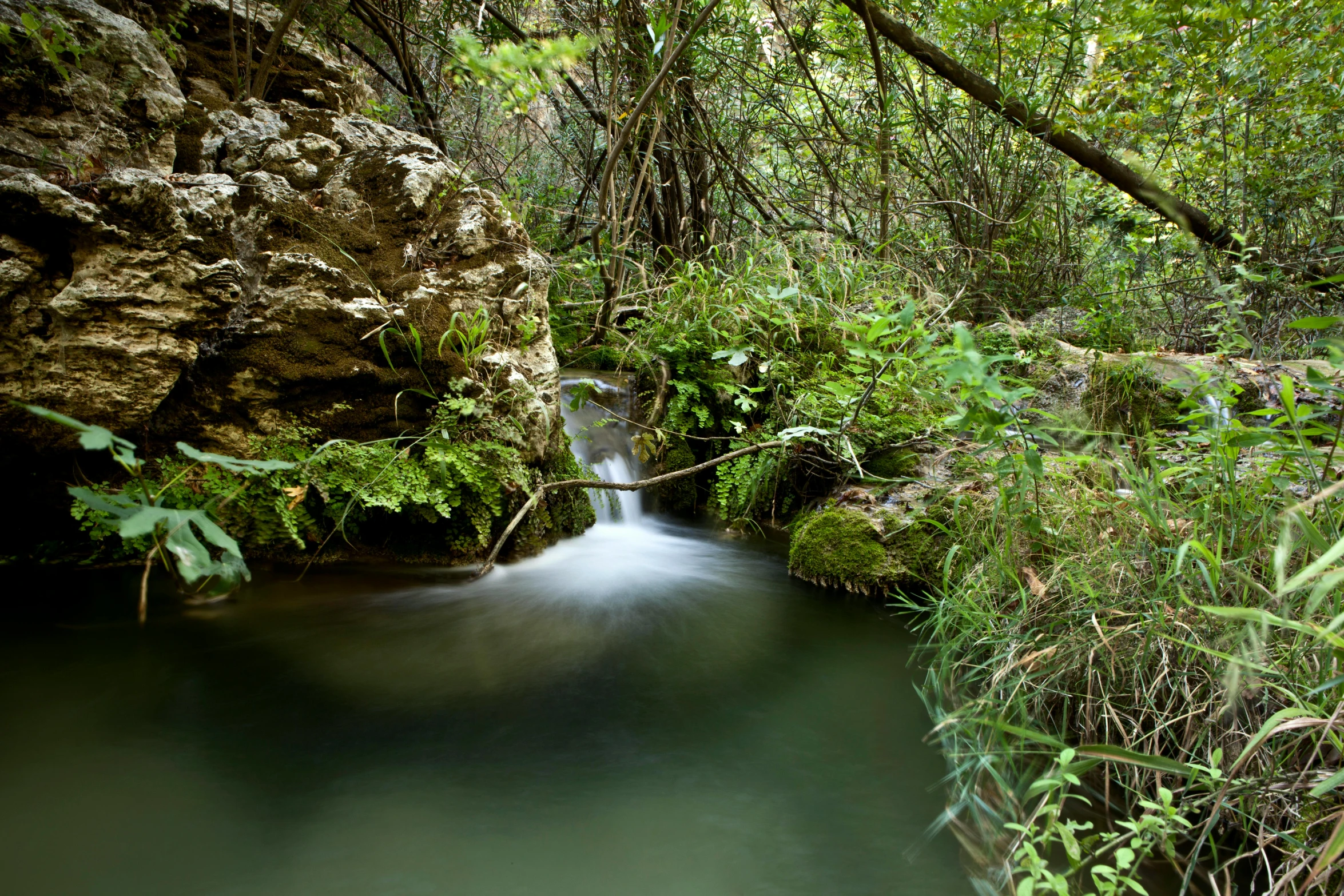 a small river running through the jungle