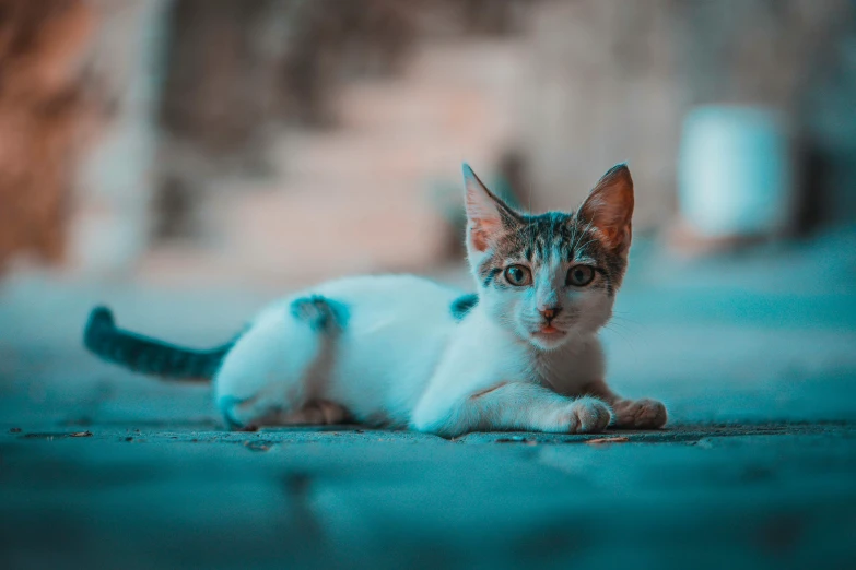 the white and brown cat lies on the ground