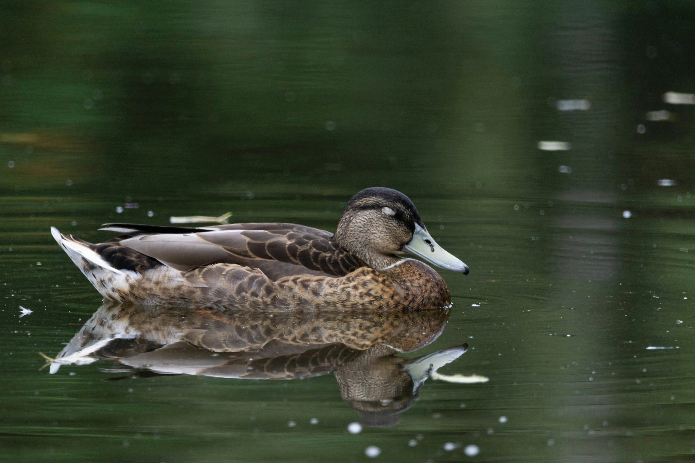 the water was reflecting the duck's head and neck