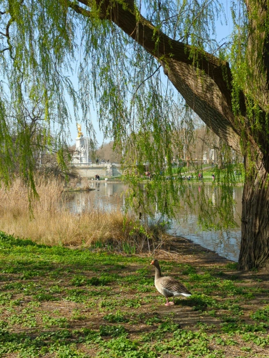 a duck in the shade next to a tree near a body of water