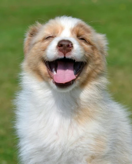 a smiling little white and brown dog with his mouth open