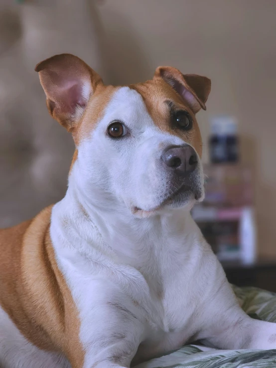 a brown and white dog laying on top of a bed