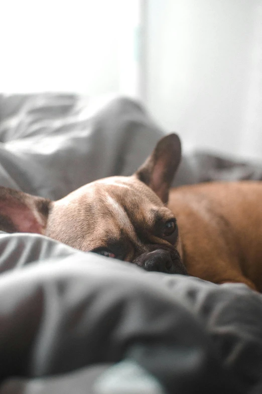 the small dog is lying in the bed