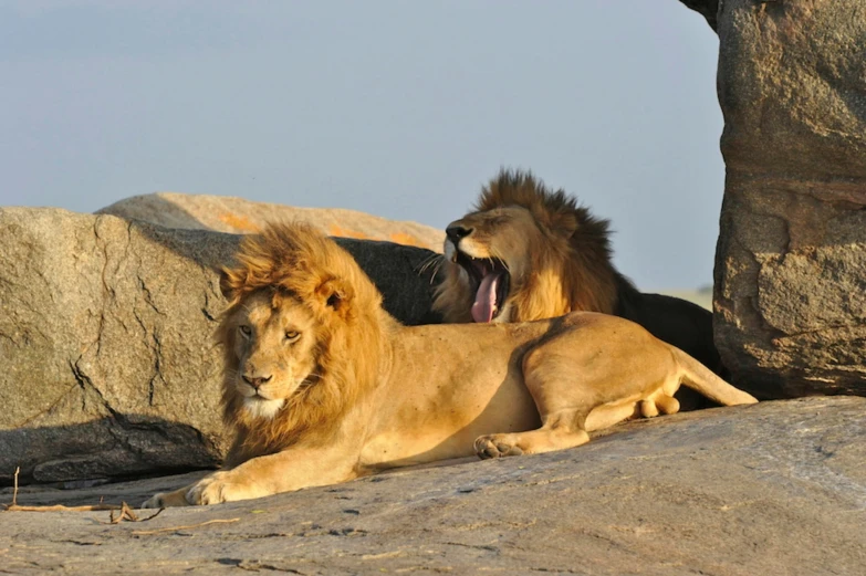 a couple of lions laying next to each other on a dirt field