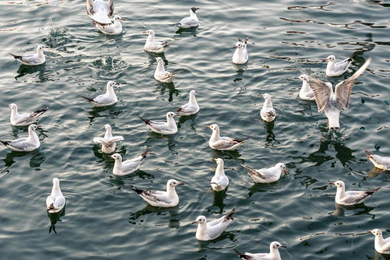 a flock of birds standing on the side of a river