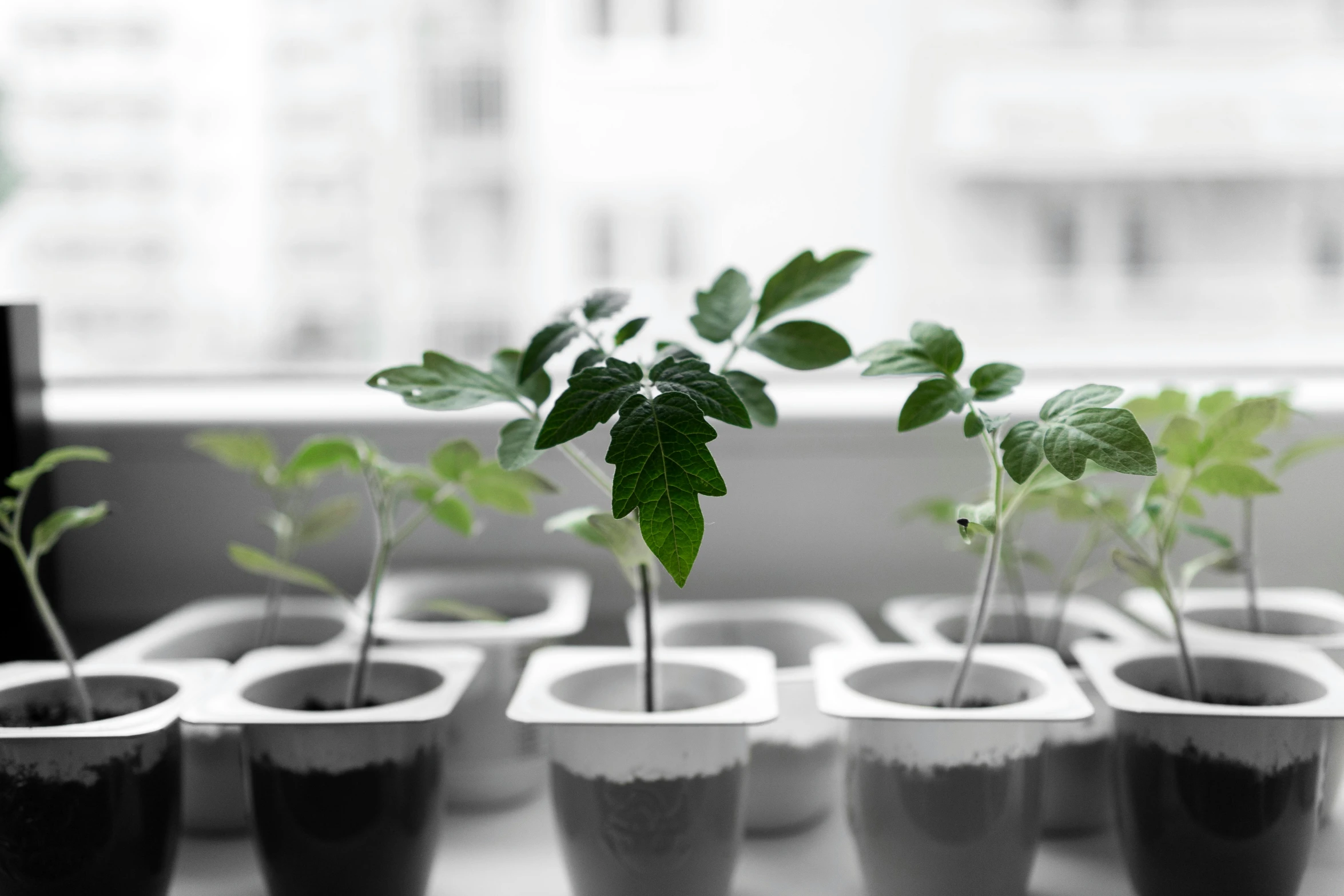 a group of potted plants sitting on top of a window sill