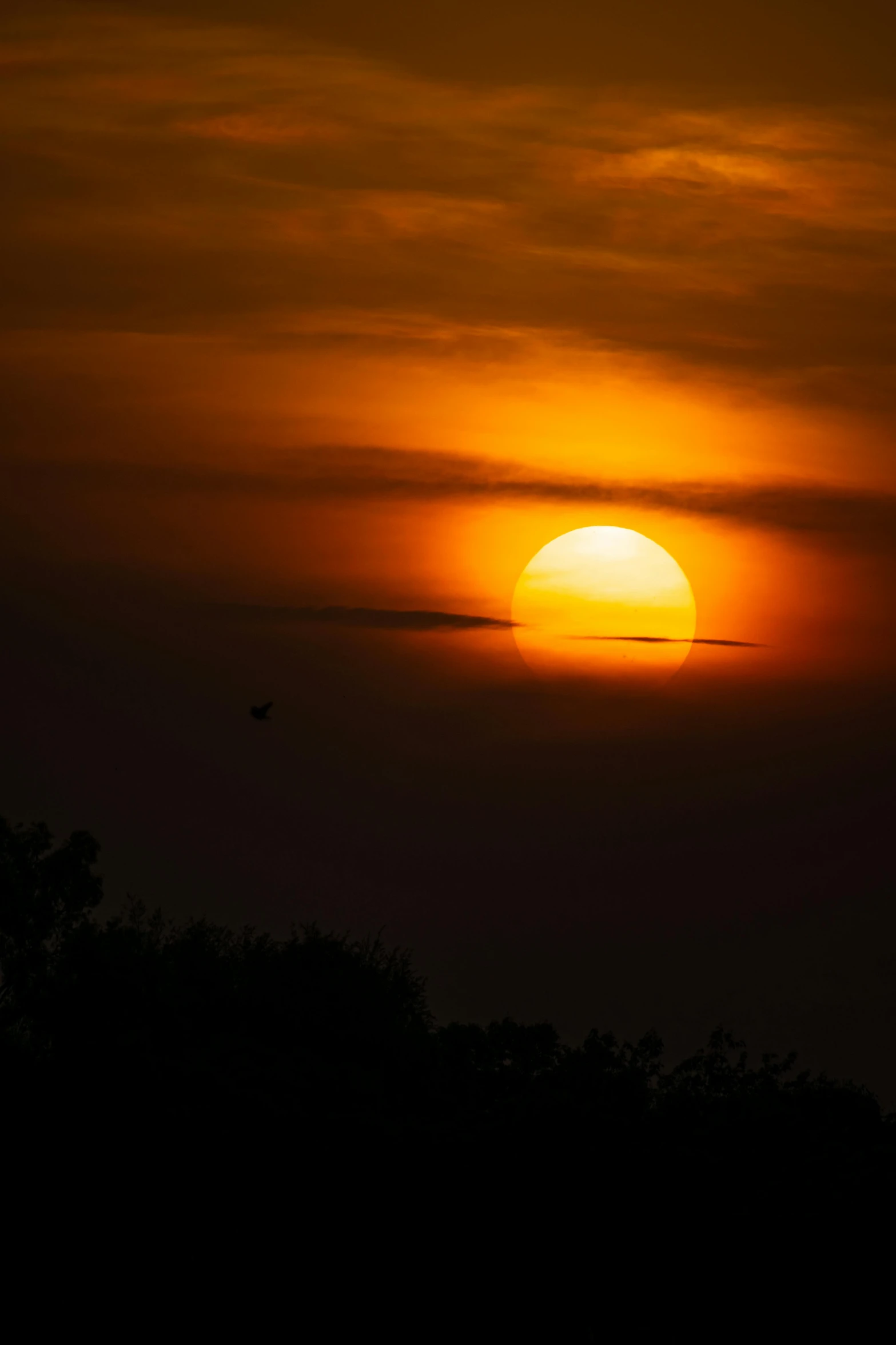 a beautiful sunset seen in the middle of a tree filled area